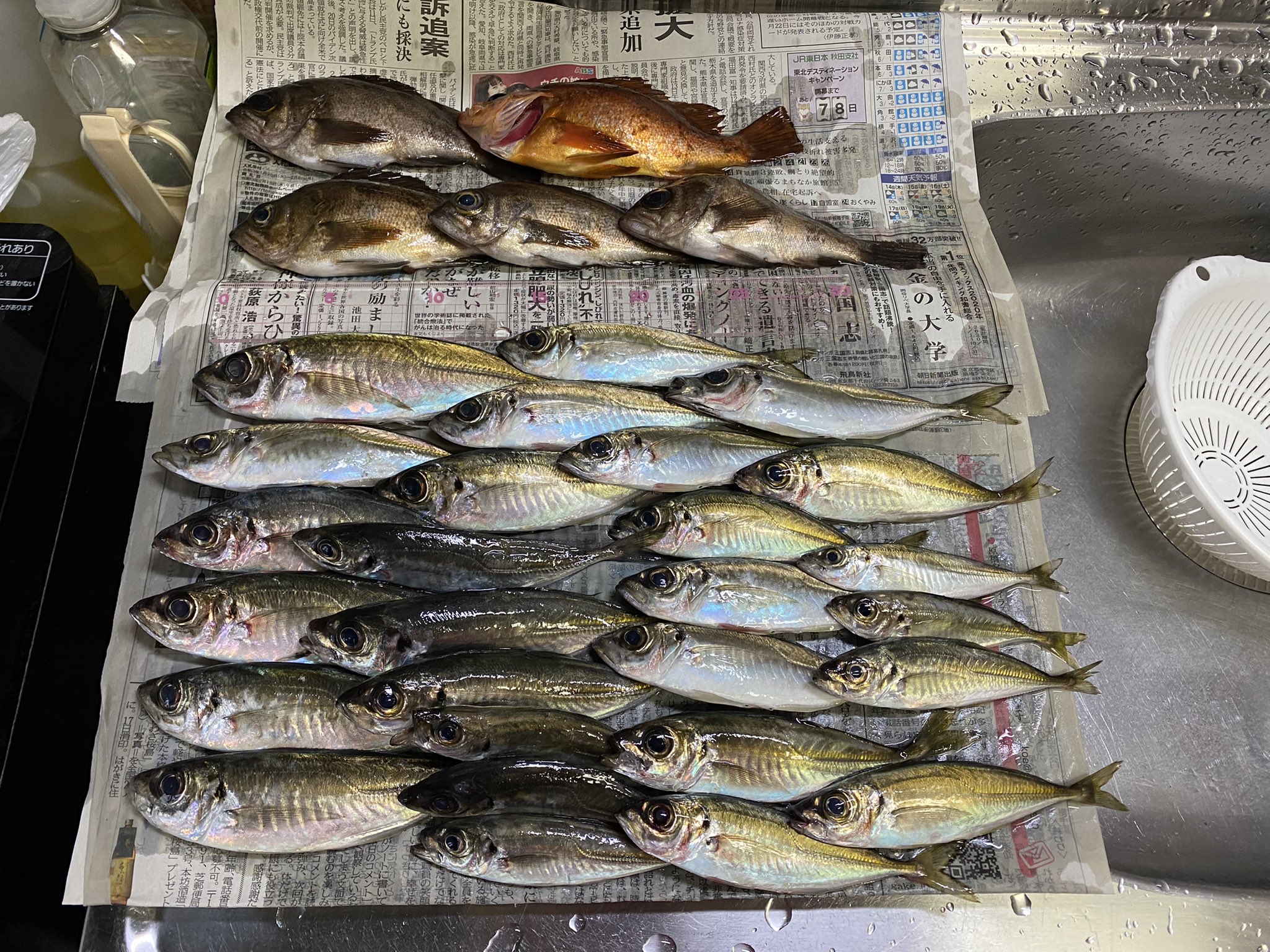 小島彰浩 昨日の夜から今日の朝にかけて アジングをしに男鹿へ サイズは小ぶりでしたが 楽しい釣りが出来ました 秋田県 男鹿市 アジング T Co 1iuo5jipsf Twitter