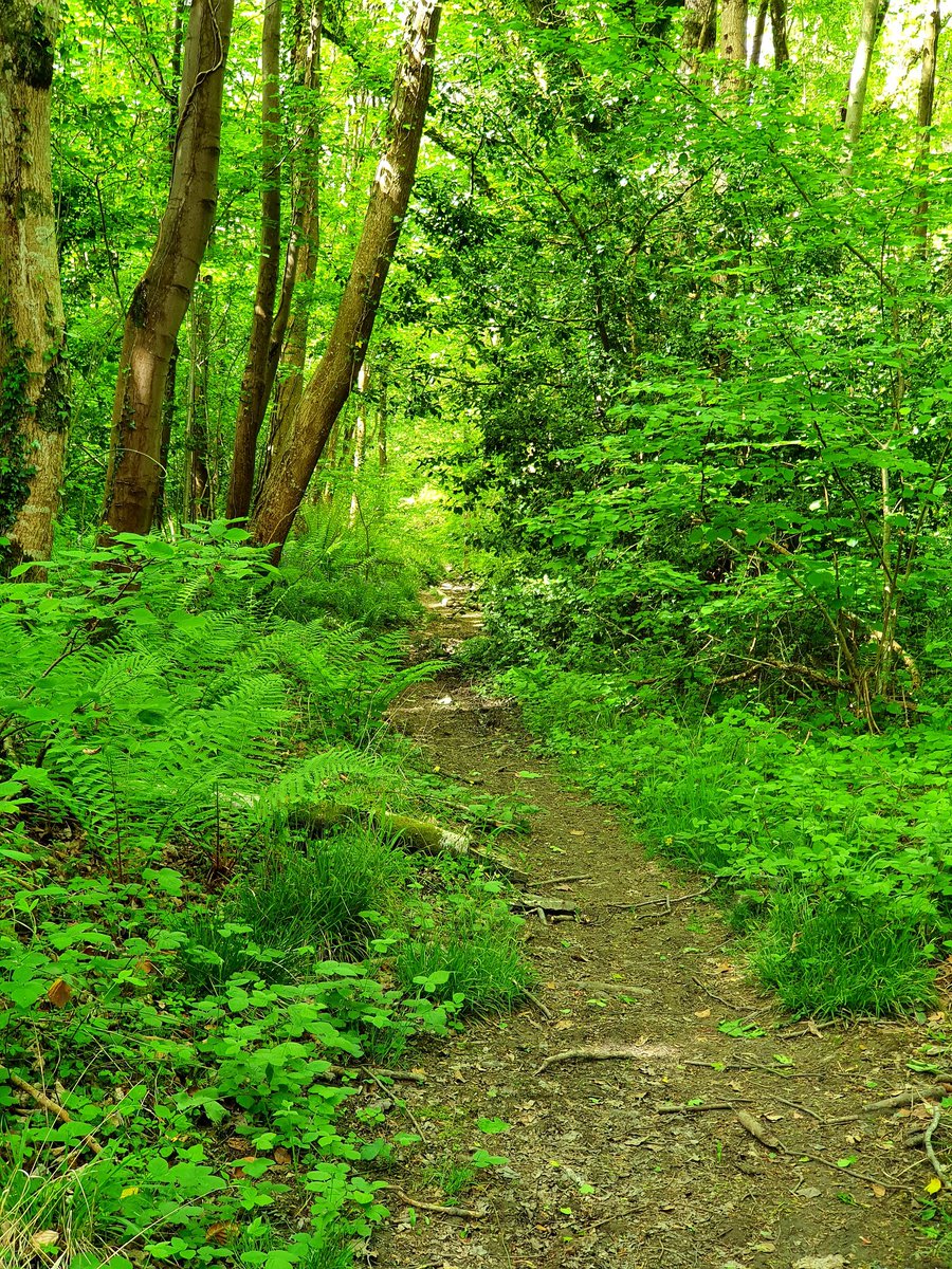 hjgough's tweet photo. Reviewing Beaminster - Yetminster (BeaYea), all in Dorset for a change. Another great walking day
#SlowWays #Dorset #Beaminster #Yetminster #HardyWay https://t.co/o7i0Y269o9