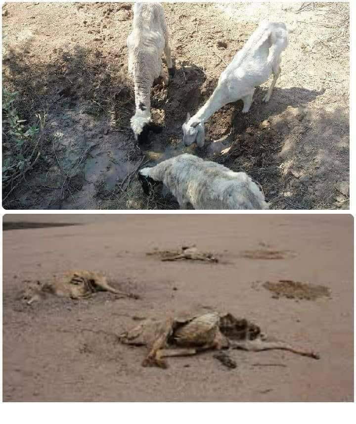 crypto_raisers's tweet photo. #CholistanNeedsWater 
water shortage people and animals die of thirst. help them https://t.co/mh2o7TeFO0