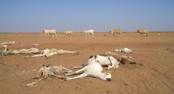 crypto_raisers's tweet photo. #CholistanNeedsWater 
water shortage people and animals die of thirst. help them https://t.co/mh2o7TeFO0