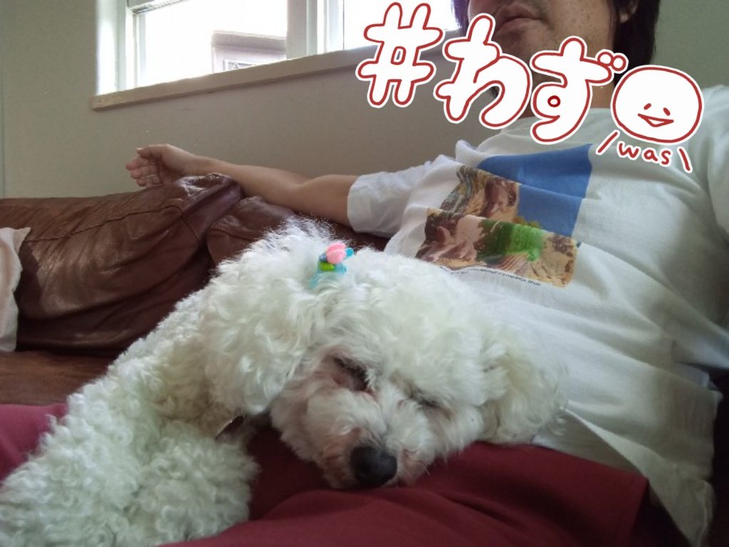 minnanowakatono's tweet photo. ドライブ行ったついでに #KFC ゲット！
我が家もムネ肉人気ないから、わしの割り当て多い！！😀イェ〜イ
今日はお散歩行く暇なかったー、ごめん🙏
#トイプードル
#jil_sander
#valentino https://t.co/V775vz6yRJ