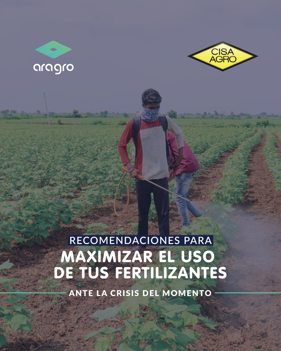 AragroApp's tweet photo. Junto con #CisaAgro elaboramos las siguientes #recomendaciones para que puedas maximizar el uso de tus #fertilizantes y puedas enfrentar la crisis del momento sin que tu #cosecha sufra significativamente las consecuencias 🌾. 

#agricultura #agtech #agrotecnologia #Aragro #agro https://t.co/fFb89c2wUE