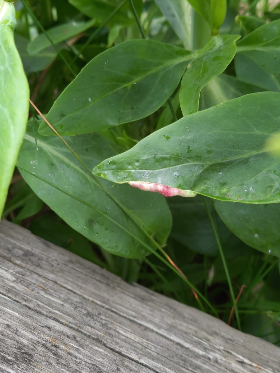 oxycera's tweet photo. Been looking for this Valerian leaf gall (caused by a psyllid Trioza centranthi) for a year or two around  Barnsley and finally found one near the town centre. https://t.co/AZEq1x8lUd