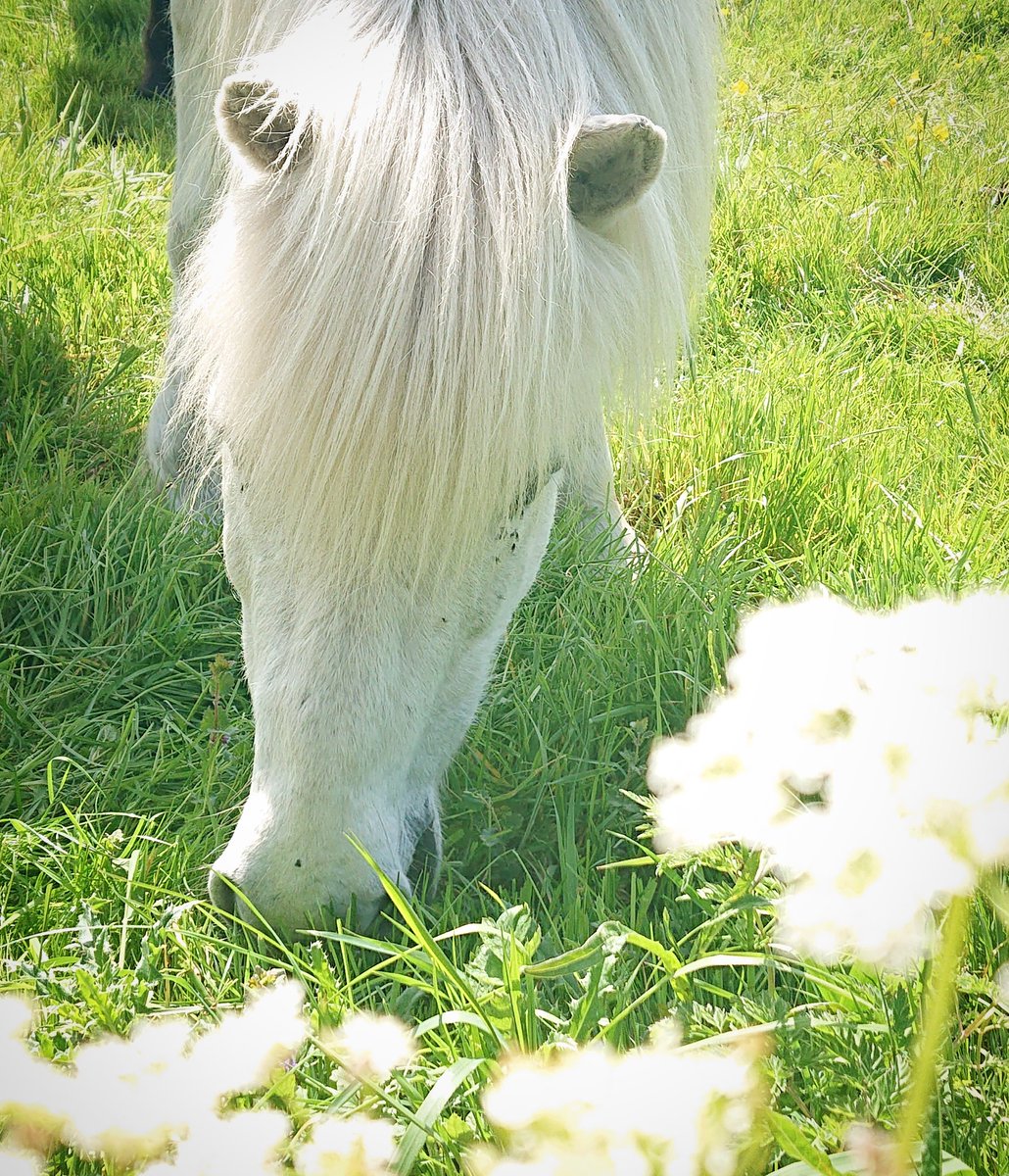 DePrairiePonys's tweet photo. Prairiepony Rómur zijn naam is IJslands voor "stem" of "geluid". Hij is heel auditief: hoort als 1e in de kudde bijzondere geluiden, zoals mijn fluitje. Maar Fluitekruid is ook oké. 🍴🌱

#RómurfráRefagreni #IJslander #dePrairie #Terschelling 🐎 #lovehim #pretpakket #lieveboef 💕 https://t.co/VUllZjGrk6