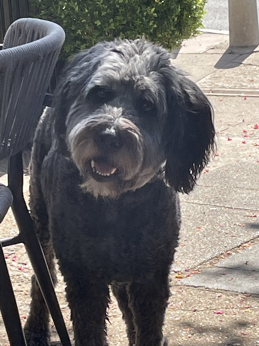 HandWimbledon's tweet photo. Rocco popped in today for an early practice for our Platinum Jubilee Regal Dog Parade on Saturday June 4th
Enter now for your chance to win a Goody bag/Sipsmith gin &treats and the accolade of Wimbledons most Regal Dog
#PlatinumJubilee #dogparade #sipsmithgin #wimbledoncommon https://t.co/YM15b62TBl