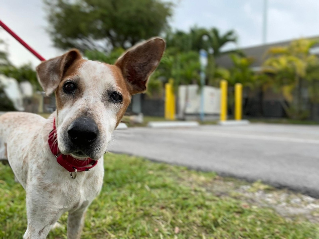 paws4you's tweet photo. Pleaseeee tell me you are taking me home? I'm a senior, I don't want to wait anymore!🤧 - Georgie🐶

To meet or adopt, please fill out an application: https://t.co/yurbGUIuMx https://t.co/gB0Kcoef6J