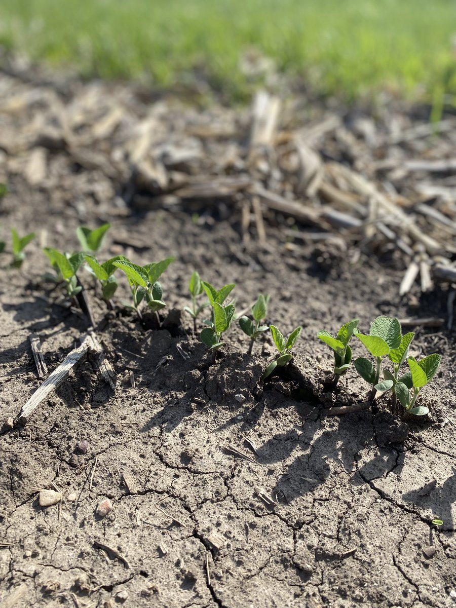 NatashaUmezu's tweet photo. One more planting (5/12) done for my study, and soybean from planting date 4/22 emerged. #soybeangallmidge #culturalcontrol #ipm @justinmcmechan @UNLEntomology @NESoybeanBoard https://t.co/xcCXgnNHa2