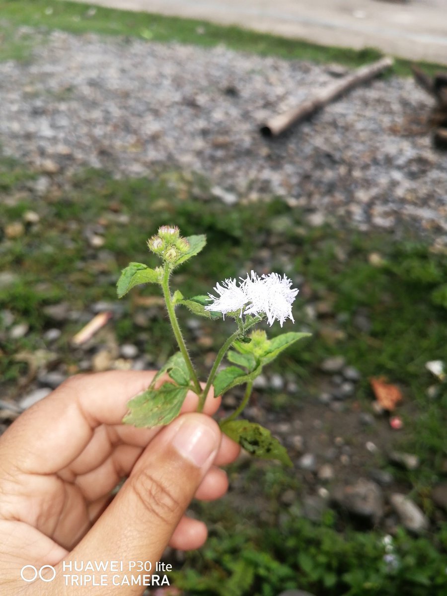 dearzindagi1997's tweet photo. चुनाव यसरी बिताइयो 🤗
#TimeWithNature
#LoveLove😍 https://t.co/ecl3JvXFo5