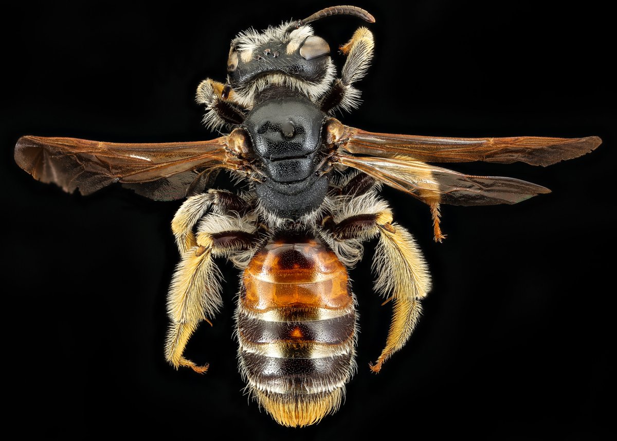 Phew, back in the game after some time not doing photos.  This is Andrena hattorfiana from the Netherlands.  A large Andrena that feeds its baby from Knautia or Field Scabious.  Photo  by James Poindexter II.