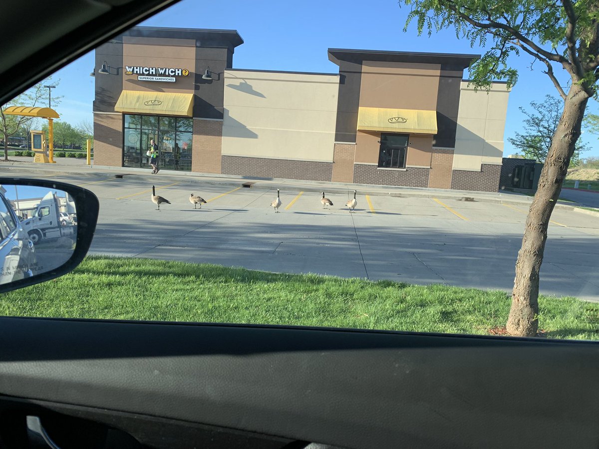 Dani139Marie's tweet photo. These geese are lost asl 😫 which wich? More like which way?? 😭 https://t.co/bQJZBIjUdp
