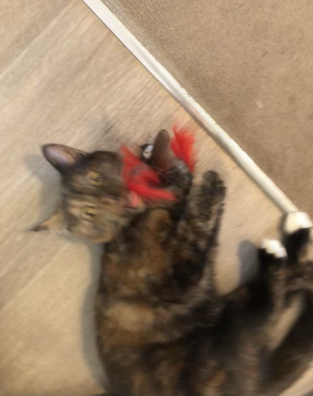 BoothStorm's tweet photo. The pure excitement on Moo’s face from another new toy. Brb just crying 😭😭😭🤣 https://t.co/X9ZCvlNege