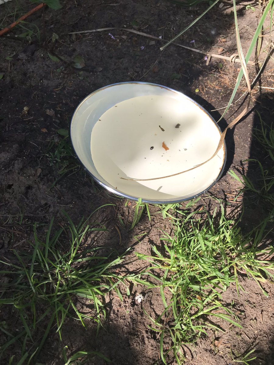 Tineke2018's tweet photo. Zet een oude pannendeksel omgekeerd in de grond als drinkbakje voor de kleine tuindiertjes 👍👍 https://t.co/I9vvsmHmSU