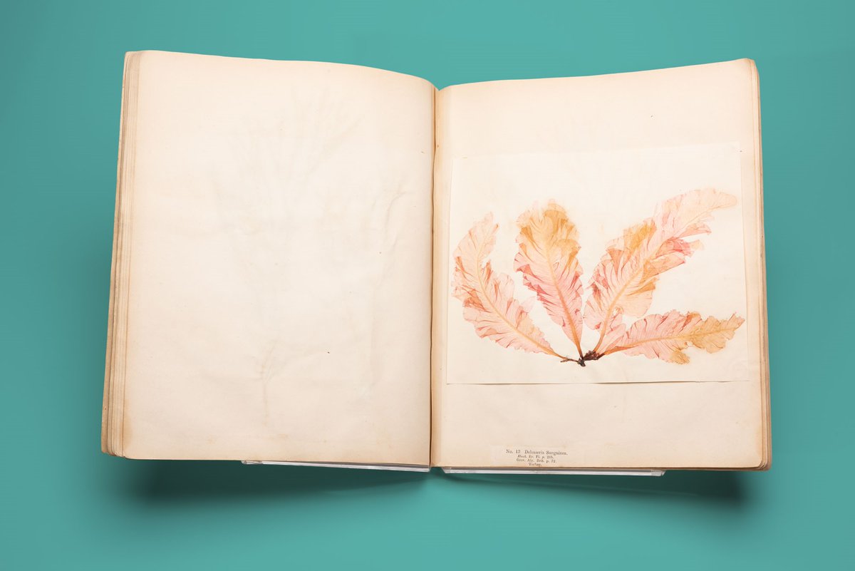 Out and About: Queering the Museum 🏳️‍🌈🏳️‍⚧️ tweet media