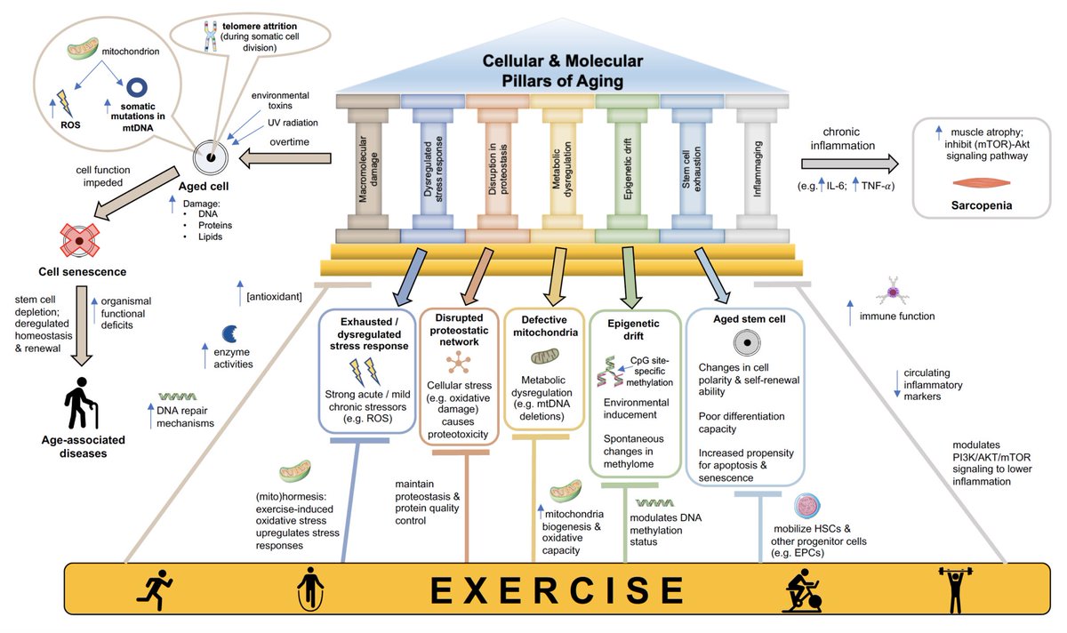 The seven pillars of aging and their modulation by physical exercise…
febs.onlinelibrary.wiley.com/doi/10.1111/fe…