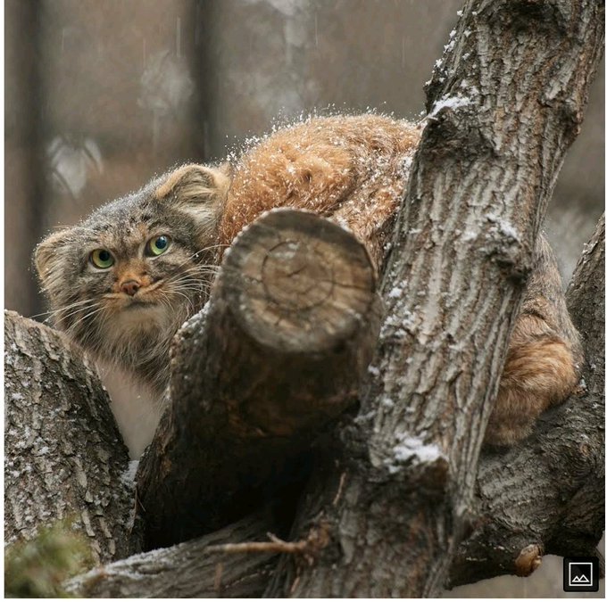 #HappyCaturday #manul #Siberia https://t.co/xi52zUBDNR<a href="/tag/happycaturday"class="tags">#HappyCaturday</a><a href="/tag/manul"class="tags">#manul</a><a href="/tag/siberia"class="tags">#Siberia</a>