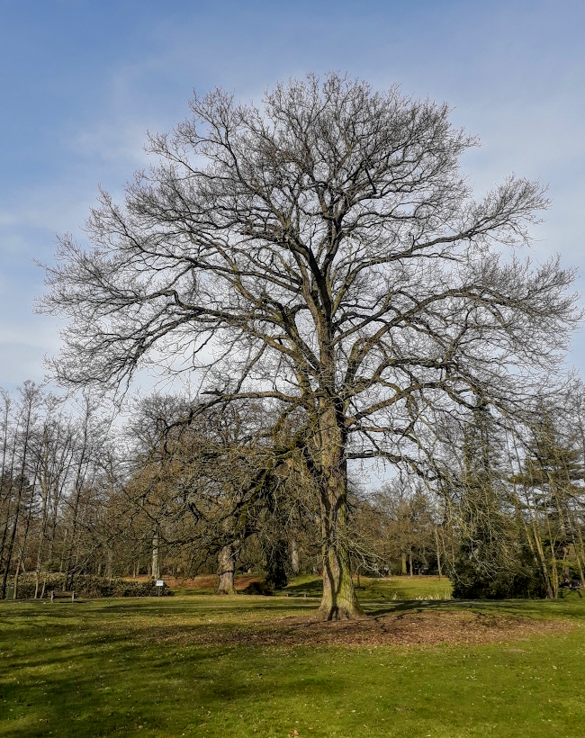 CoolTreeProject's tweet image. Welcome to the #CoolTree project #Twitter page. We research #large #solitary #trees, such as this one. More news coming soon!
