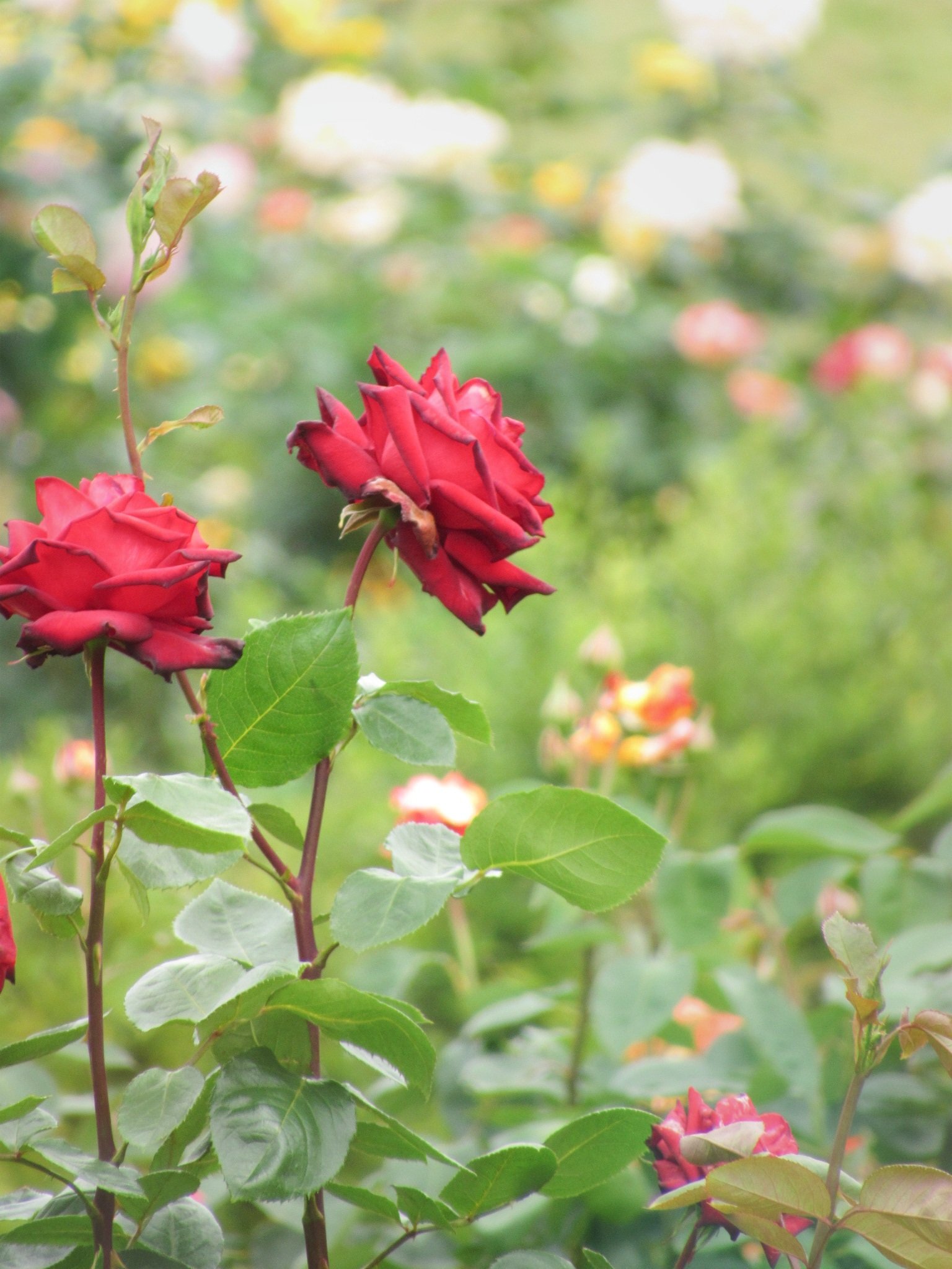 長春花 Twitter Search Twitter