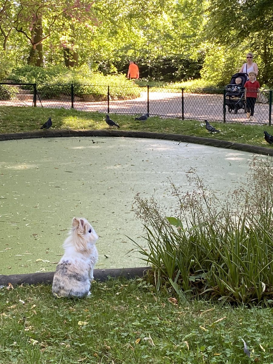 rrabbenn2's tweet photo. Première sortie au parc ☀️🐰 https://t.co/OD6YgEqjOw