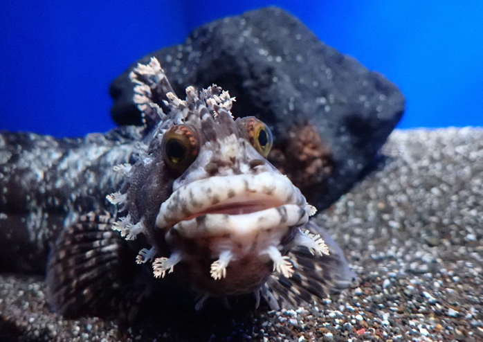生き物たちの不思議水槽で フサギンポ を展示開始しました 体が細長く 顔の周りがフサフサ 分厚い唇が特徴のフサギンポ エビやアジの切り身を水族館では 2 3日に一回餌をあげています 餌のシーン見れたらラッキーかも サンシャイン水族館 豊島区 豊島区民