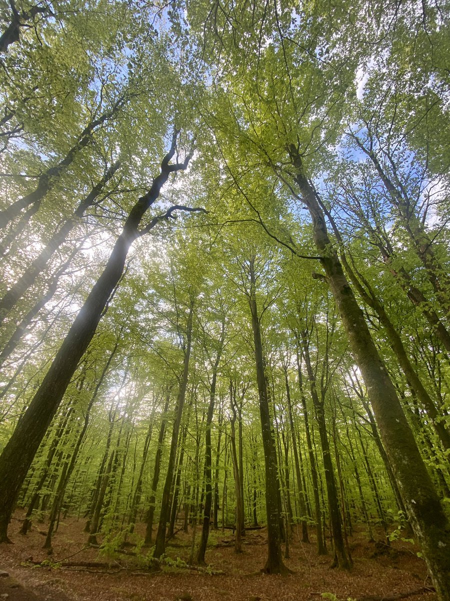 I woke early, walked out with Bernie &amp; I’m still shocked (after 10yrs) that I get to live in a forest. Our own water (it tastes like screws. I’ve grown to love it). Windfall branches (heating &amp; cooking). Wild berries. Taking care of the soil &amp; welcoming elk &amp; eagles. A good spot.