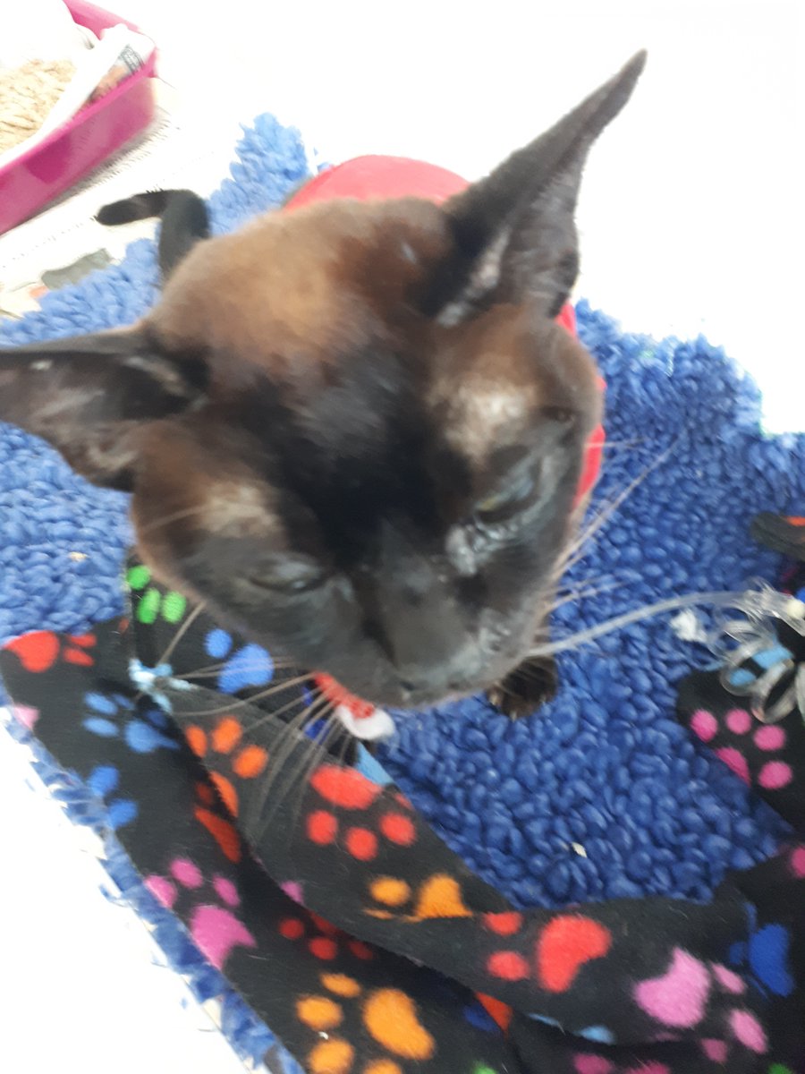 Ross_Hemsworth's tweet photo. #Cats update. Thank you to everyone who has donated to our #SaveMarcel GoFundMe campaign. He is now on the road to recovery and eating again but unfortunately infected #Bryn our Burmese who has now been at the vets for several days and yesterday had a feeding pipe installed. https://t.co/I7m8t0mThU