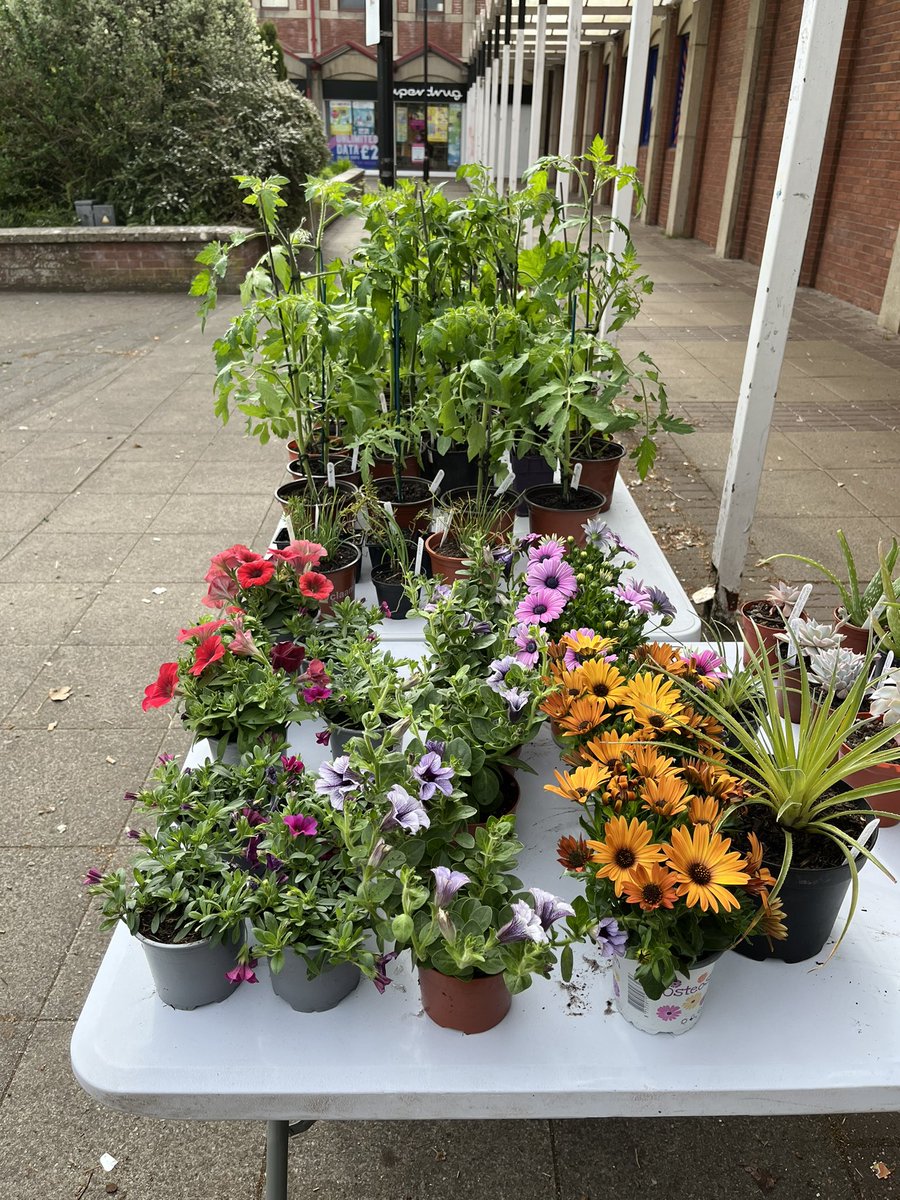 🌸🍅🌻Plant Sale today in Queen’s Square 🌺🌼🌹 we’ll be there until 1pm 🌷🌼🌺
