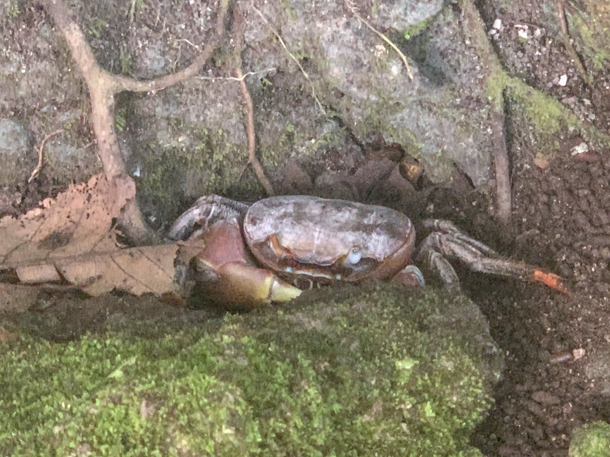 JessicaCLee_TW's tweet photo. I came this private island for #StoneMoney but find #LandCrab hunting, small conch finding & fruit bat whooping are even more fascinated. Never underestimate the beauty of #Palau. https://t.co/XucvIO4xoj