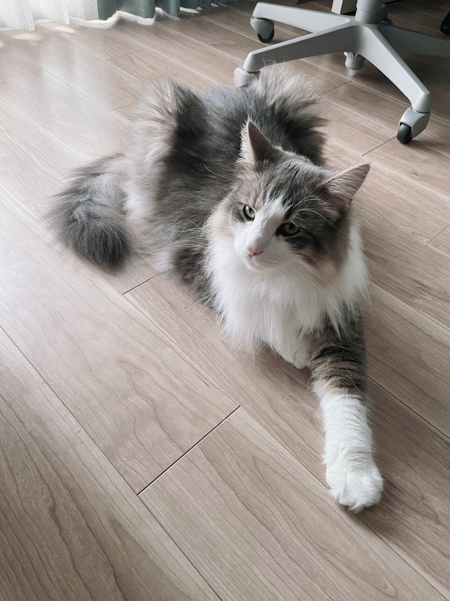 llya_cat's tweet photo. あえて片足だけ見せつけ足長アピールをしてくる猫 https://t.co/knewfPLbRO