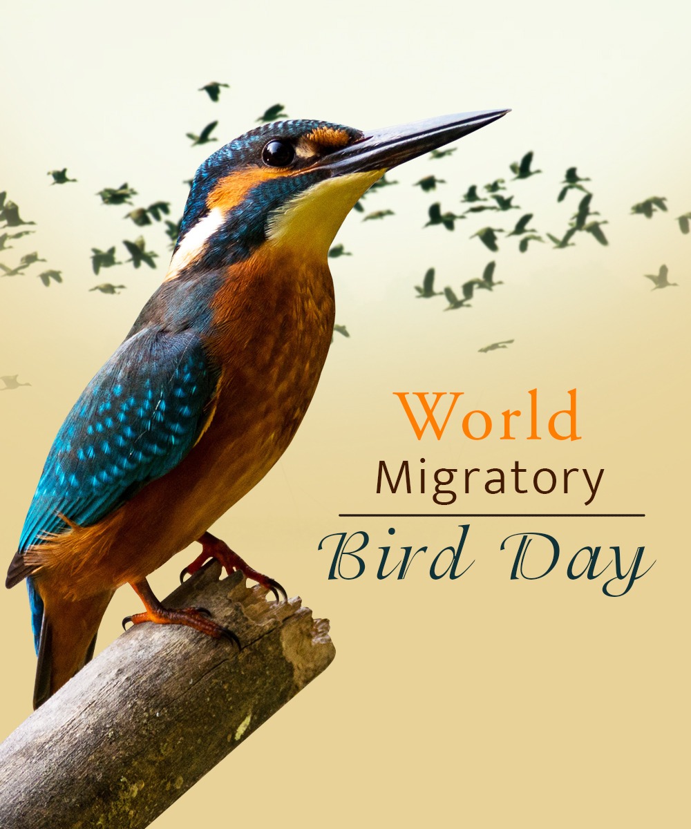 Migratory birds connect not only ecosystems but also people and nations. 

We all have a responsibility to ensure the diverse habitats migratory birds transit are protected.

#WorldMigratoryBirdDay #MigratoryBirdDay #SaveTheBirds #SaveTheNature #SDGs