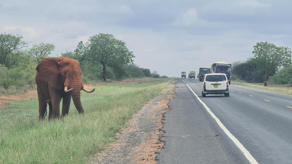 taibalitaib's tweet photo. A sight I have not seen in more than 30 years... elephants back on the Mombasa Road...a sight for sore eyes! https://t.co/zvQ764mwOH