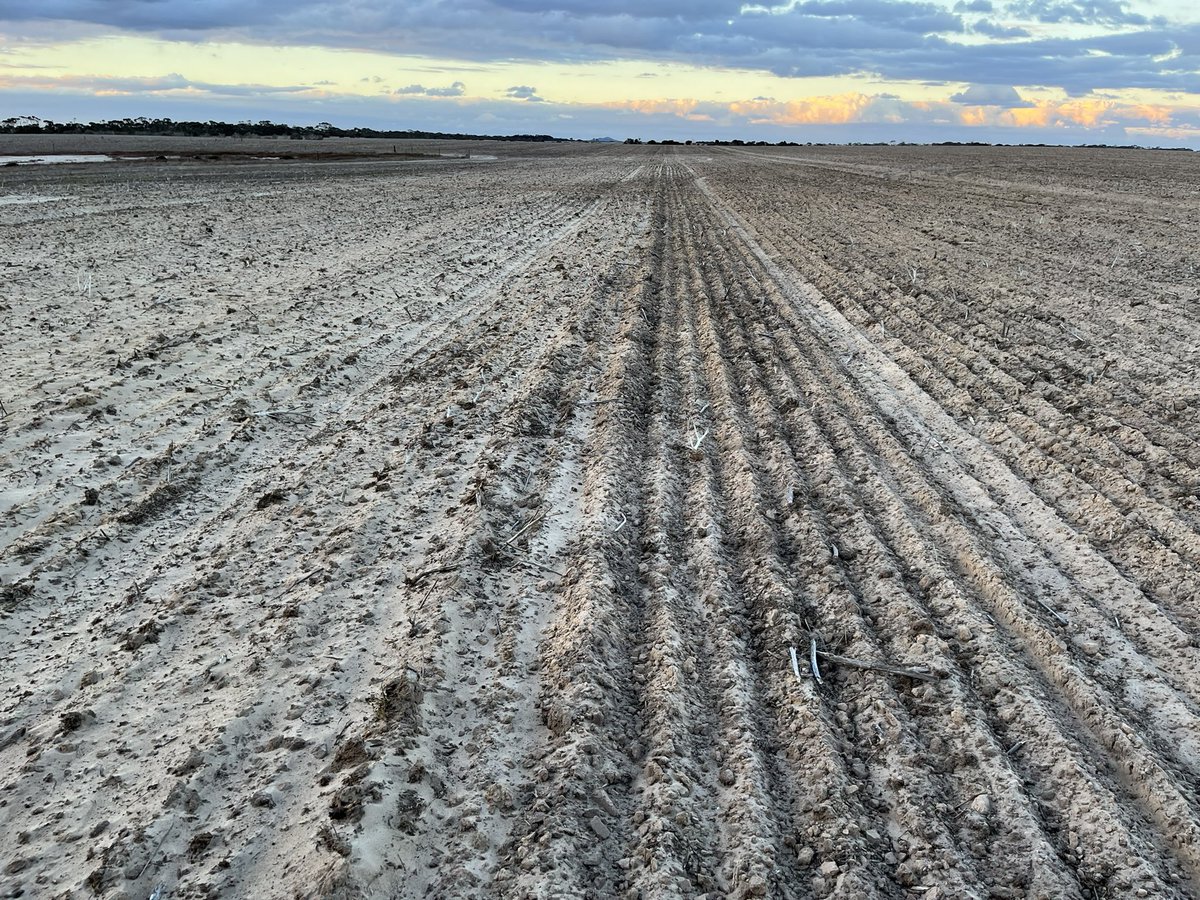 iMc Fels 📲🌾 tweet media