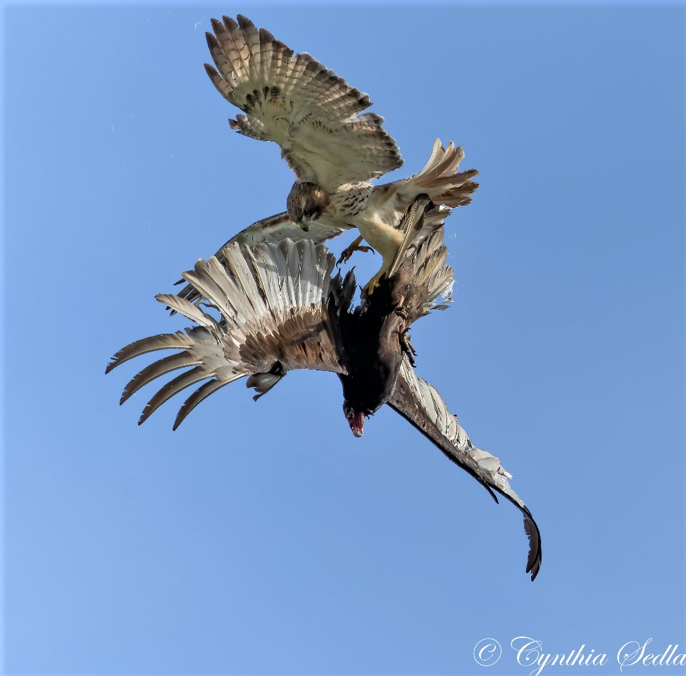 CornellHawks tweet picture