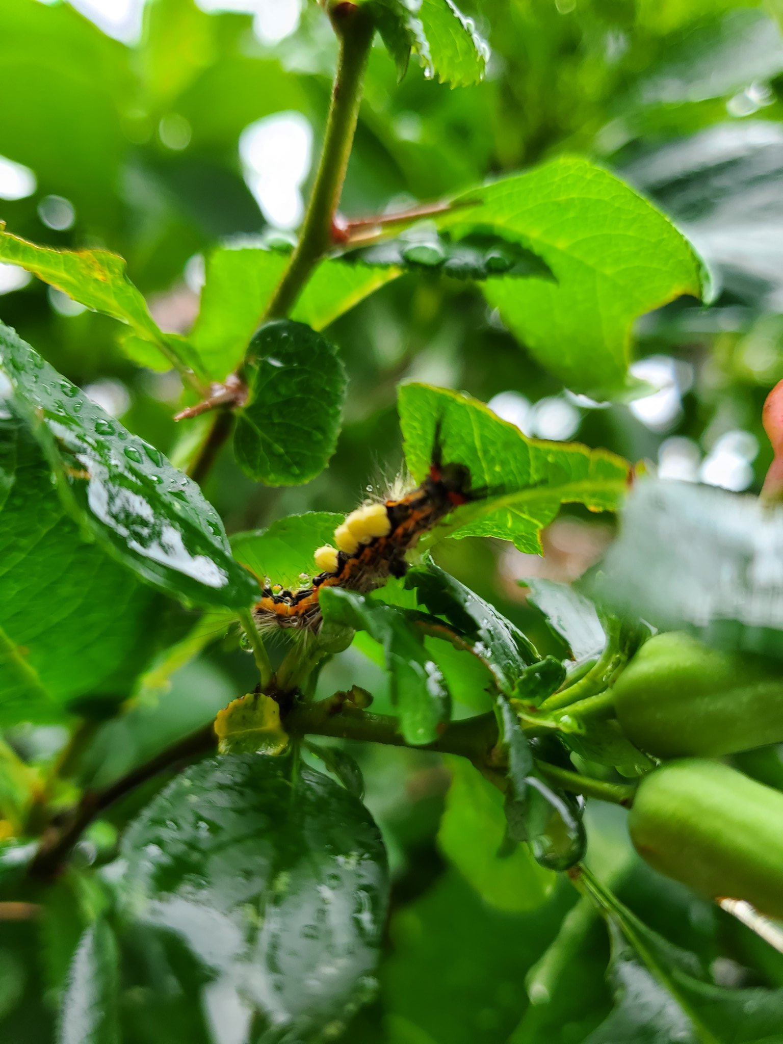 ほびっと工房廣田紬さんちでおにんぎょあそび 背中に黄色いポンポンは ヒメシロモンドクガ で名前はドクガでも毒はありません モンシロチョウ はアゲハより数が少なく触覚が点線に見えます ヒメカノコテントウ 違う模様もある 名前が解らなかった