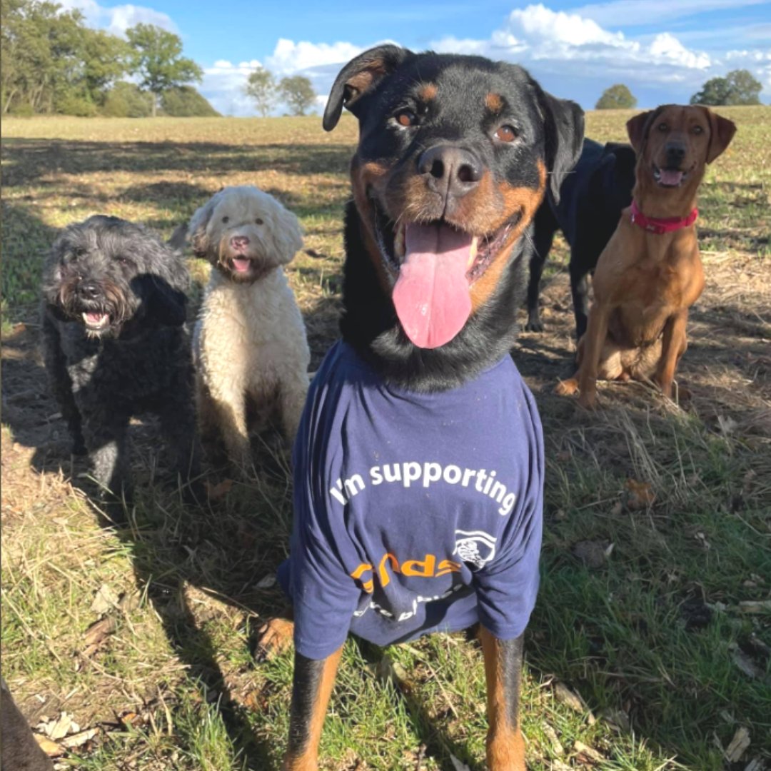 SandsUK's tweet photo. We are delighted to see Rosie the dog in her Sands T-Shirt with dog walker, Lorna ππ§‘
Lorna is taking on our #Walk90kInJune challenge this year.
Best of luck to Rosie and her friends πΆ
Find out more about Walk 90K in June π
https://t.co/H7SAtRaJfS
#TeamSands #BabyLoss https://t.co/KouWg4UAeb