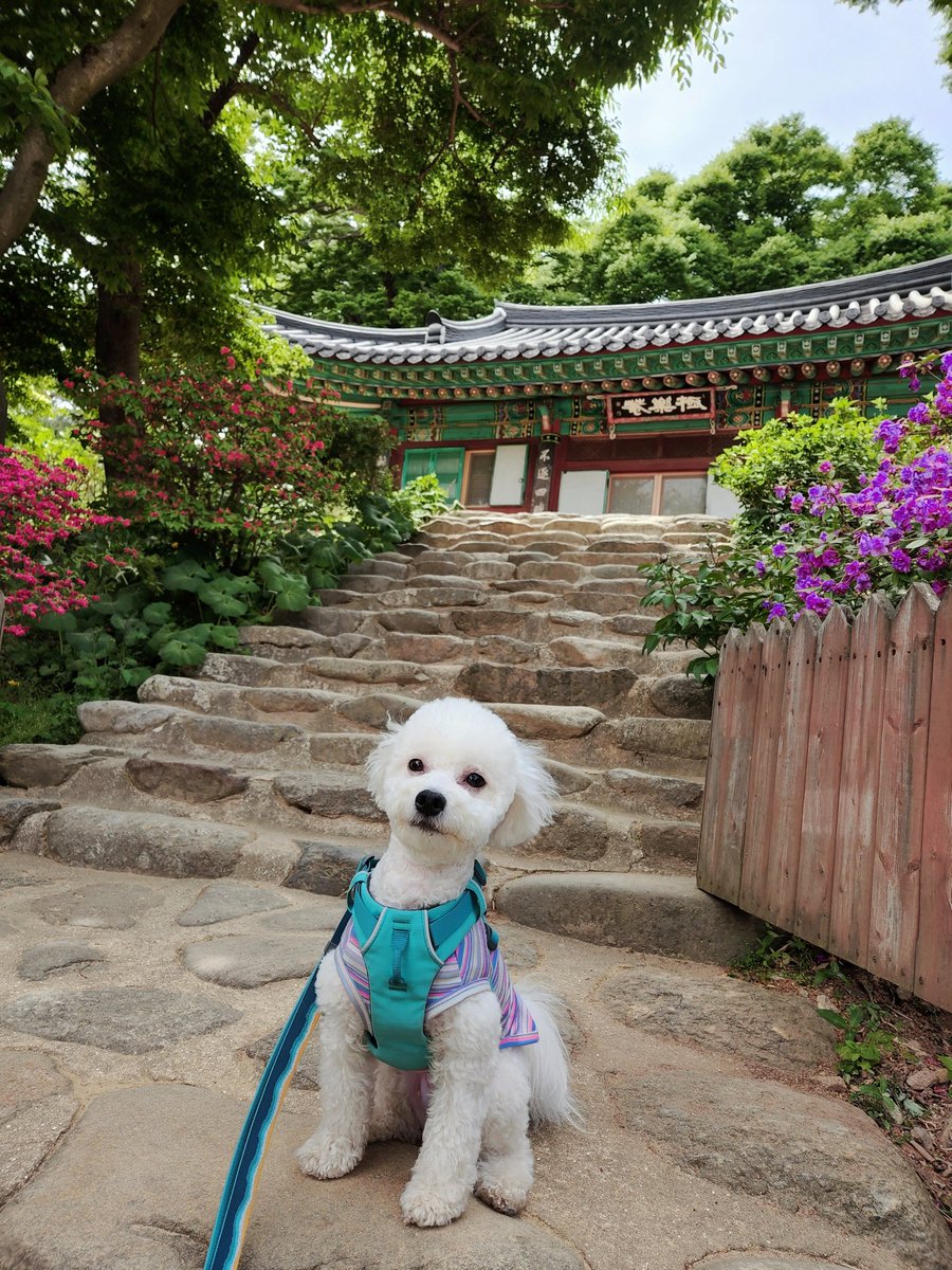 arabian9127's tweet photo. 오늘의 강아지 https://t.co/V2pF6rfWCl