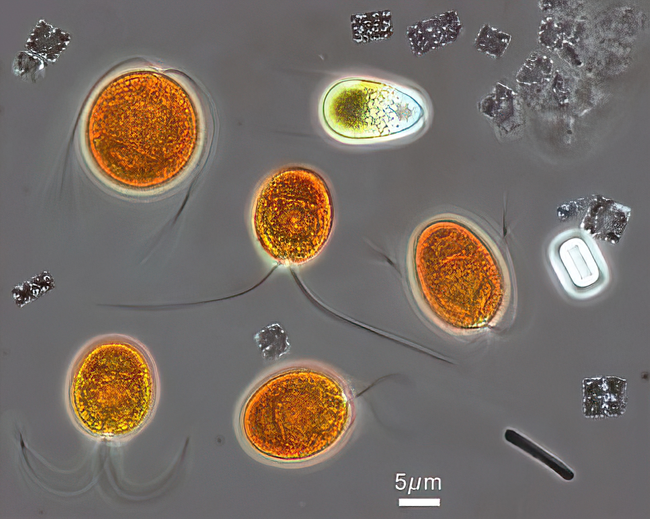 Dunaliella Salina водоросли