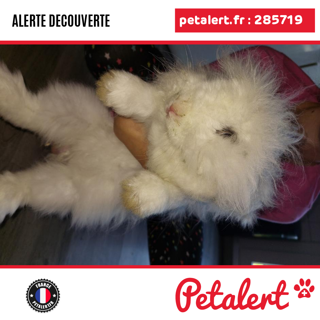 petalert_france's tweet photo. Trouvé #Lapin #AlpesDeHauteProvence #DigneLesBains #Petalert  #PetAlert04 / https://t.co/BlOhRC1Awv https://t.co/JTWVuVzlKB