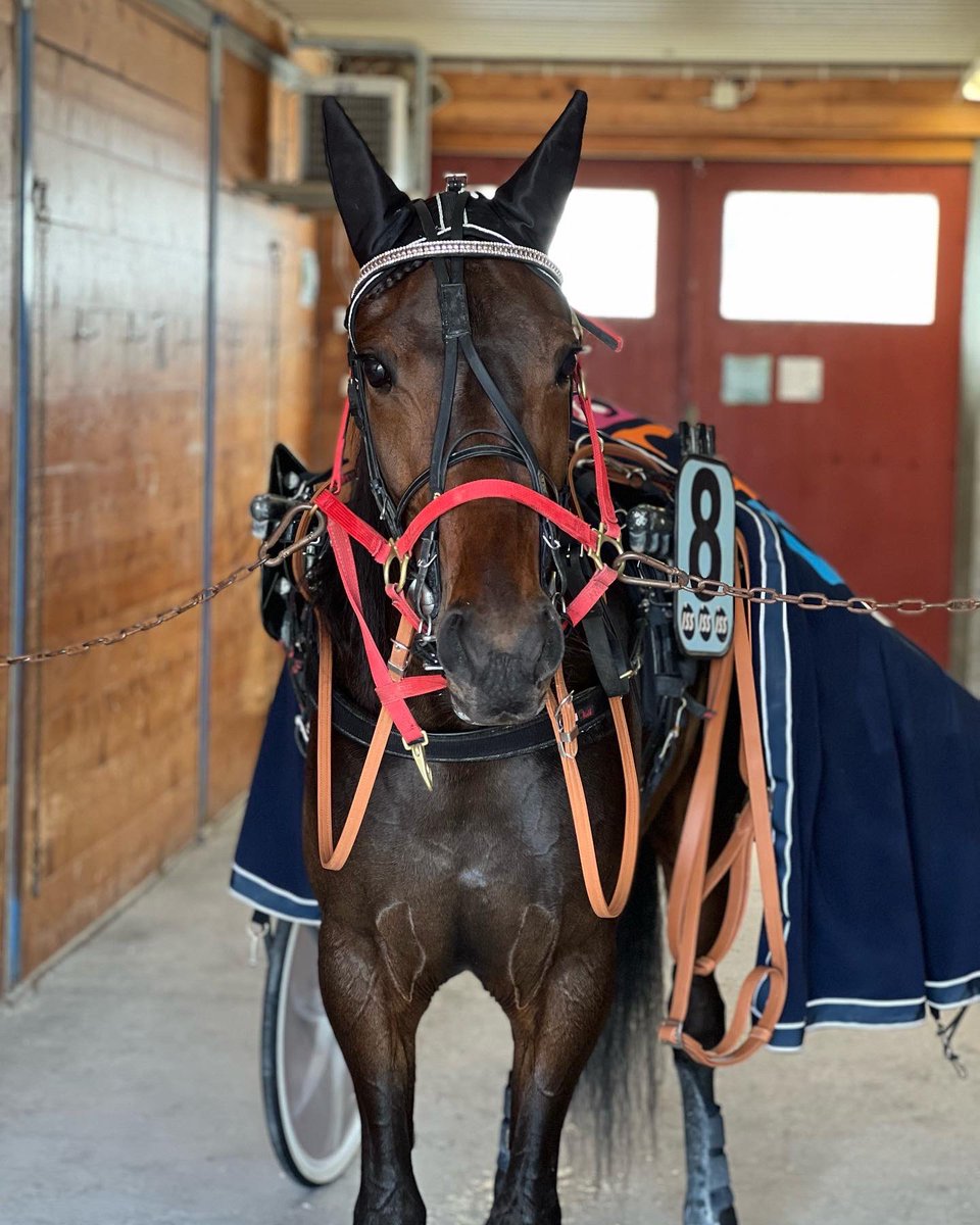 Kilpahevoskimppaan jos jollain painetta, 3v- tamma Chicka, olisi osuuksia kaupan. Viikko sitten koelähtö 18,9. 
Aloittaa uransa tiistaina Rättvikissä. 
Yhteydenotot allekirjoittaneelle! 
#ravit