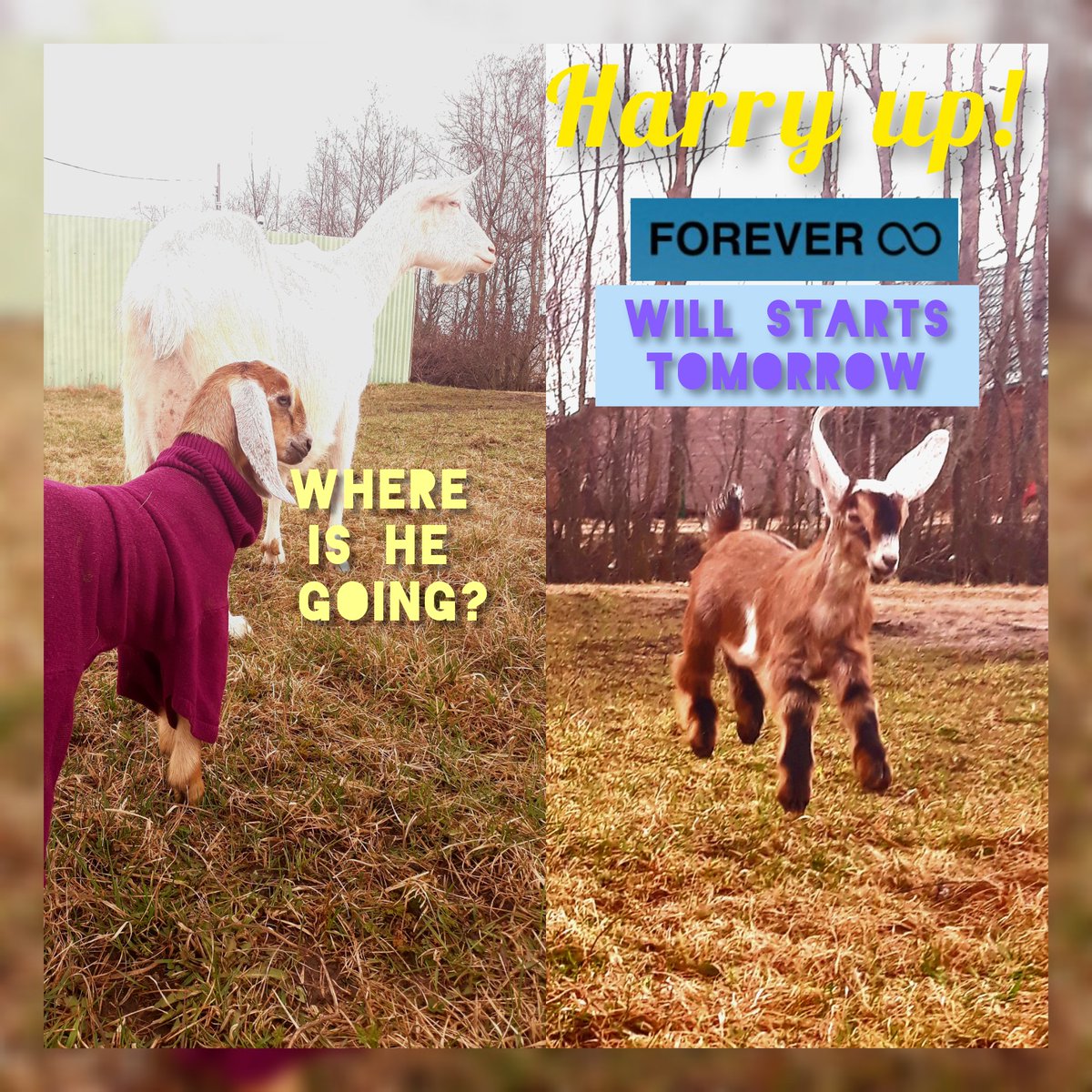 Uliia128's tweet photo. @Forevetoday #Move2Earn #Nft #MebotMeme #ForeverMeme #Mebots #ForeverMebotsMeme https://t.co/QhVtPtWr9t https://t.co/11Y24ipqNw