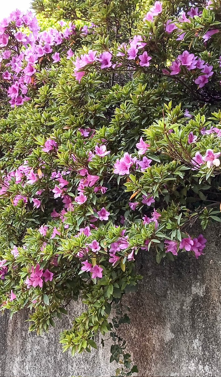 Saturday flowers 🌸🌸🌸🌸💚💚💚💚💚💚💚💚💚💚