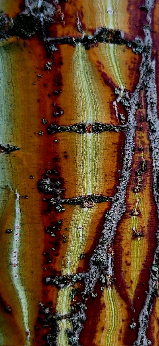 Bark of Acer davidii Franch.