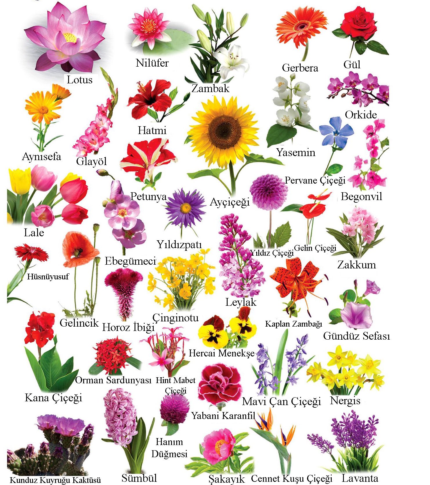 Sizin en sevdi�iniz �i�ek hangisi?