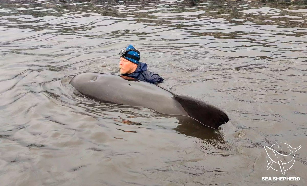 The pilot whale was struggling to breathe, as it had gotten stuck in a narrow area close to land. In a split-second decision I decided to get into the water to help it breathe and get out. A truly life-changing experience!

Video here: facebook.com/samrostolpage/…