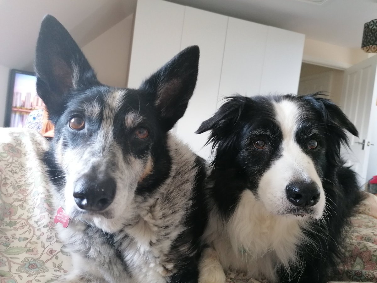 Sorry for the lack of posts on social media over the, last several days, having health issues both physically and mentally again. My eating demons (as I call them) needed sorting out again. These two monsters have been doing their best to cheer me up though 😍😍😍😍