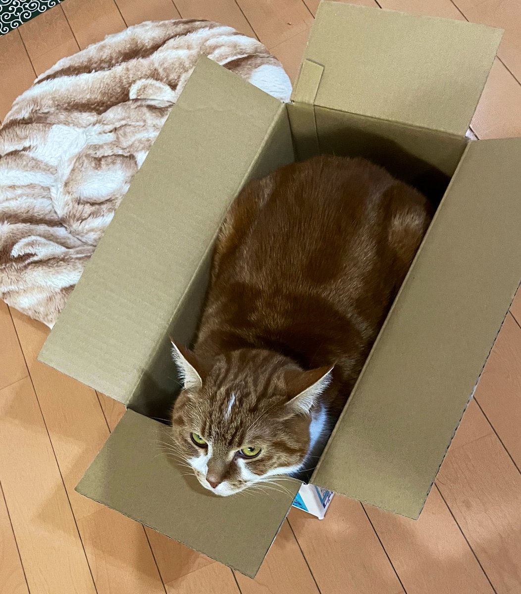 違う箱にもすっぽり😊

#猫のいる暮らし 
#猫がいる幸せ