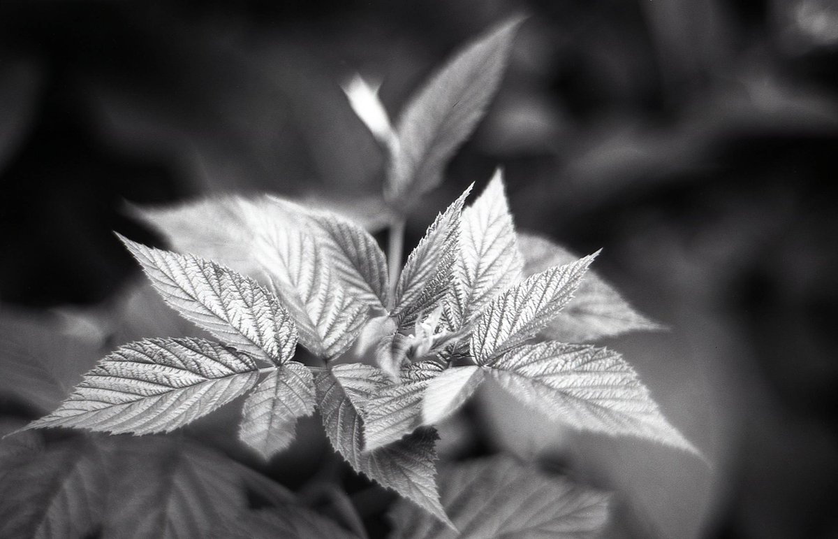 lomographyuk's tweet photo. How low can you go? Well it seems Mario Piper can go lower than most of us. Find how she got on testing out the Fantôme Kino B&W ISO 8. #lowiso #fantomekinofilm https://t.co/b3RiKzBQqX https://t.co/WwJxQDknAB