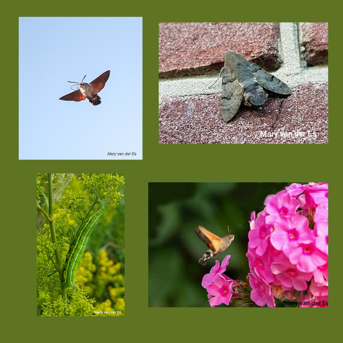 maryvanderes's tweet photo. Dag 14 van #meimotten 

Daar komt hij....

De #Kolibrievlinder #Macroglossum_stellatarum
#Humming_bird_Hawk_Moth.

Vliegtijd: Februari-november. 
Rups: mei-oktober. Dd rups verpopt zich in 'n losse cocon die dicht bij de grond of tussen bladeren van de waardplant gesponnen wordt. https://t.co/oRBxABriWo