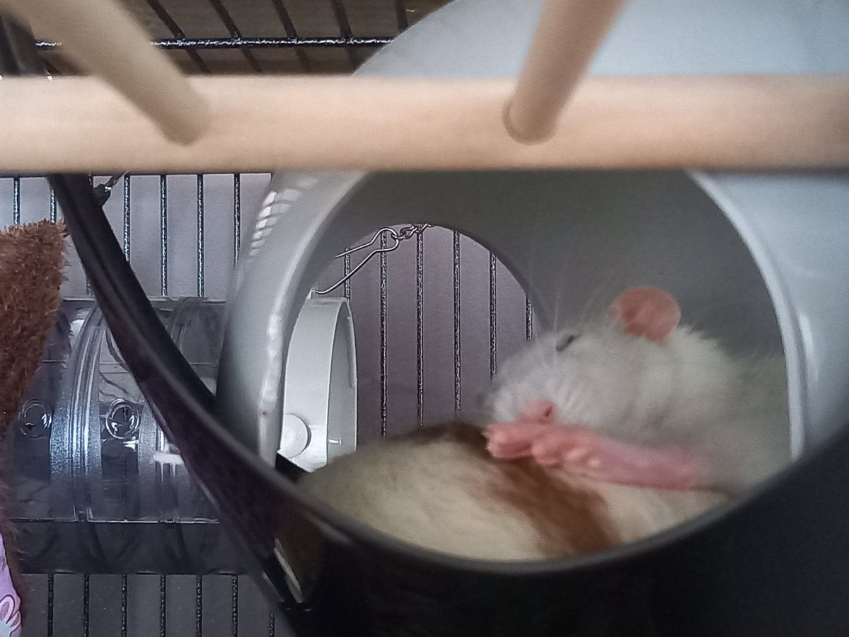 Sleepy feety #raturday