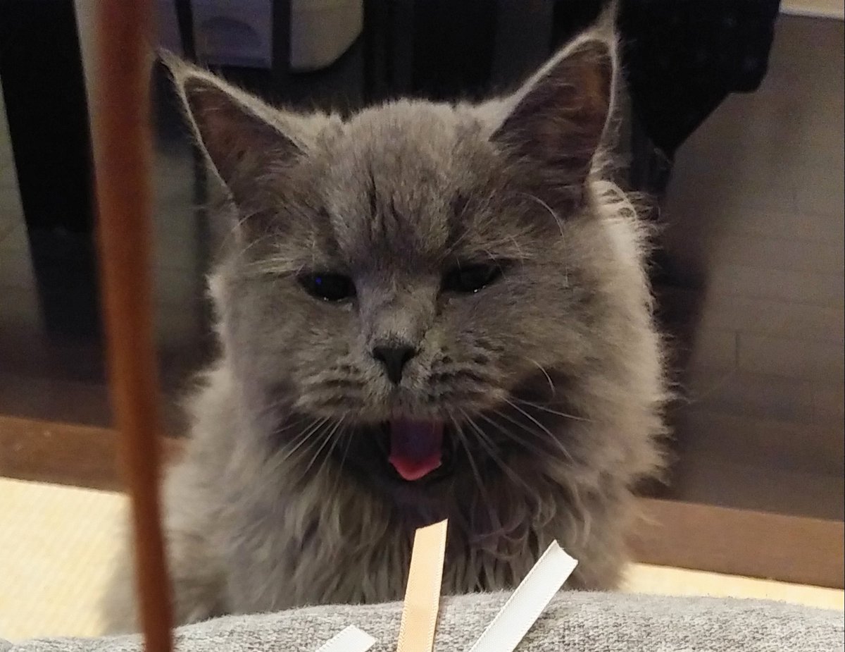 link820__'s tweet photo. あくびの最終形態がホラー🙀

#猫好きさんと繋がりたい #サイベリアン #あくび #猫のいる暮らし https://t.co/8wDpYicFNw