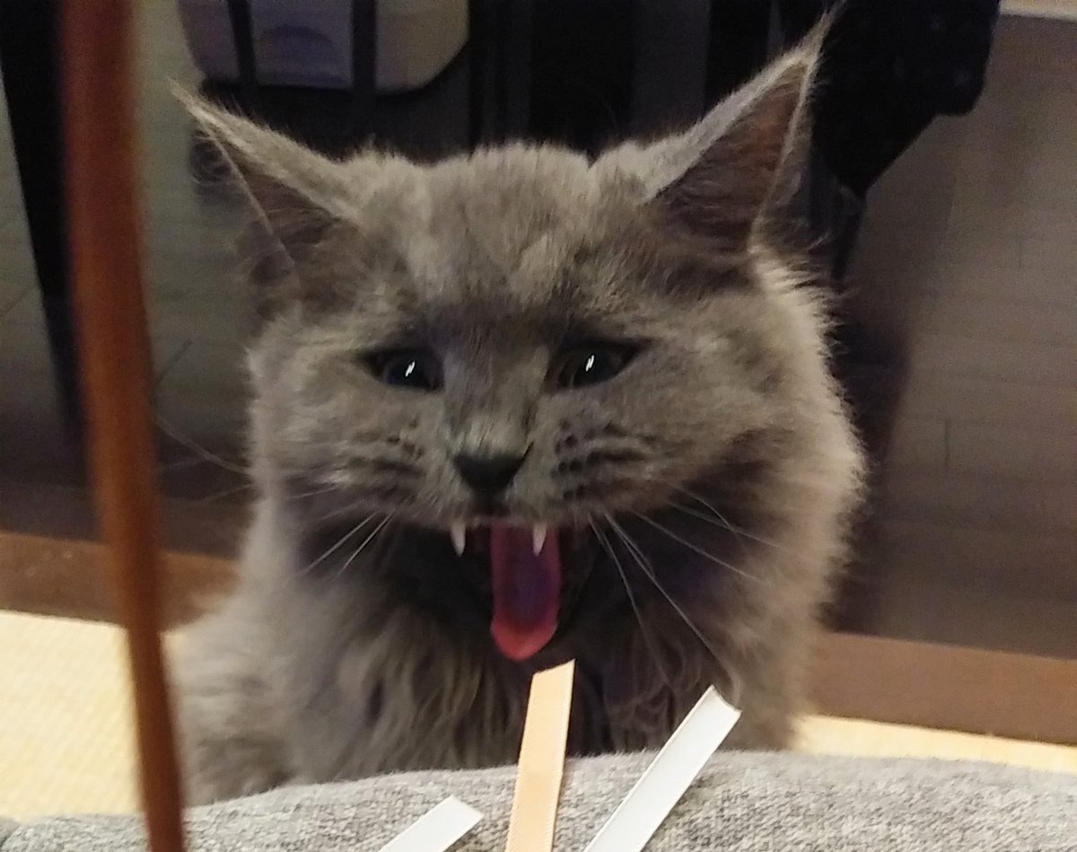 link820__'s tweet photo. あくびの最終形態がホラー🙀

#猫好きさんと繋がりたい #サイベリアン #あくび #猫のいる暮らし https://t.co/8wDpYicFNw